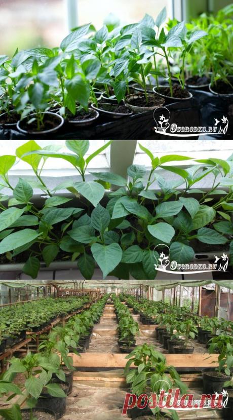 Рассада перца в домашних условиях - важные особенности плюс видео