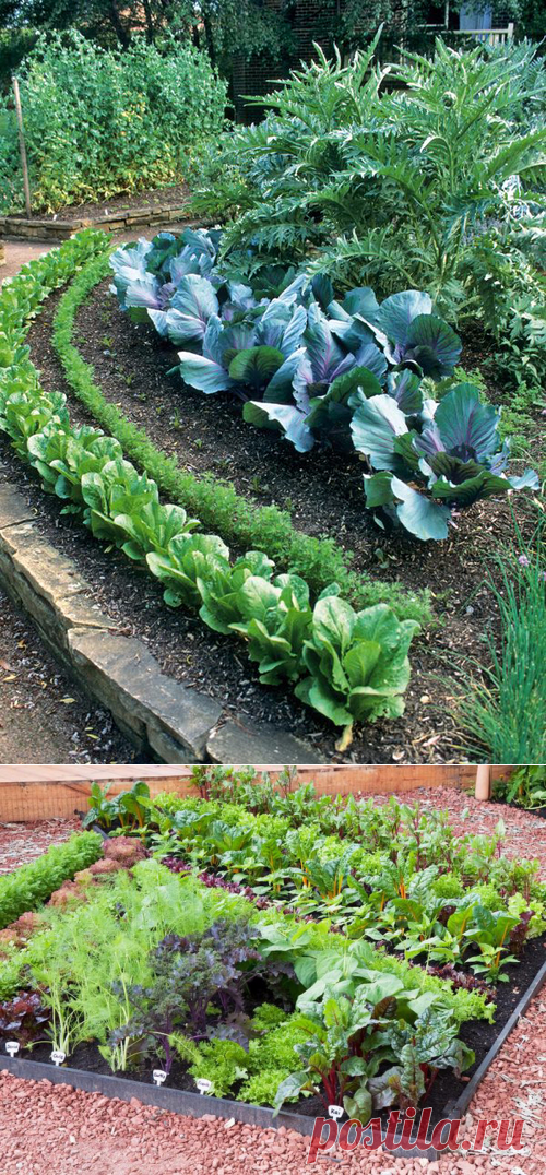 Примеры расположения грядок на участке — 6 соток