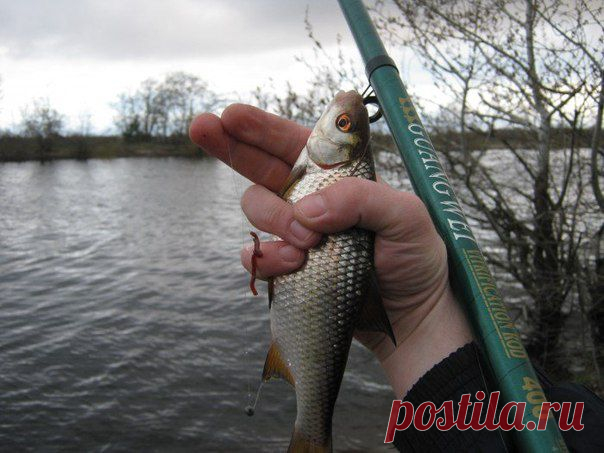 Больше рыбы с коноплей / Богатая добыча