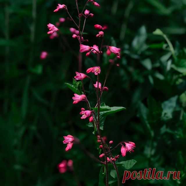 Photo by Мобильная фотография in Ufa, Russia. На изображении может находиться: растение, цветок, ночь, на улице и природа