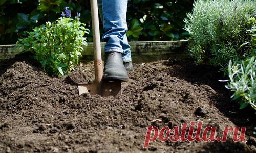 Как повысить плодородие почвы с помощью приемов органического земледелия