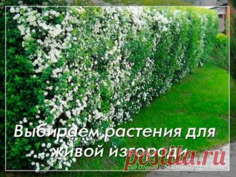 Выбираем растения для живой изгороди
Одним из способов укрыться от любопытных глаз соседей может быть установка живой изгороди. Отсюда возникает вопрос как это сделать.
1. Чтобы сделать живую изгородь Вам понадобится много усилий и терпения. Результатом Ваших стараний будет красивая зеленая стенка, которая станет истинным украшением Вашего участка. Живая изгородь, сделанная Вами самостоятельно – процесс довольно трудоемкий. Она должна Вам стать защитой от соседского интереса, от ветра, пыл
