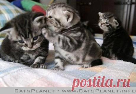 Интересно, о чём они шепчутся?