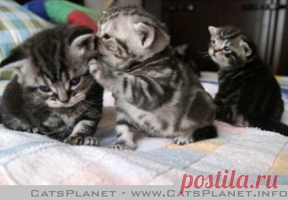 Интересно, о чём они шепчутся?