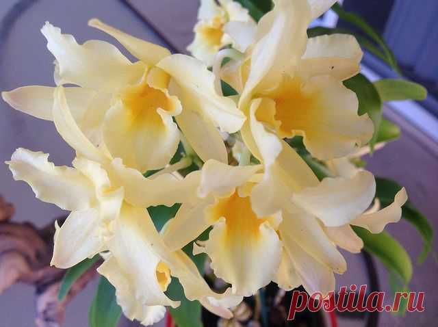 Дендробиум благородный (нобиле): рекомендации по уходу | flori-da.ru