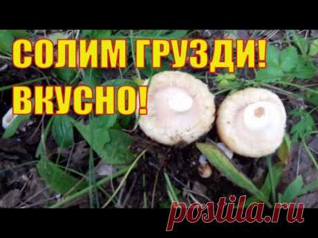 СОЛИМ сырые грузди? Очень вкусный холодный способ!