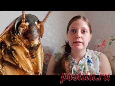 Как избавиться от тараканов. Самый эффективный метод.
