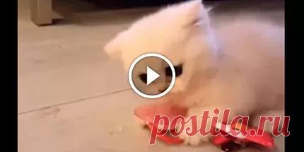 Мужчина решил забрать у котенка пустышку.