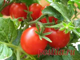 5 продуктов для продления молодости | Хитрости Жизни