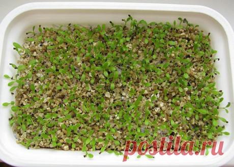 Выращивание примулы из семян: рекомендации селекционера | Личный опыт (Огород.ru)