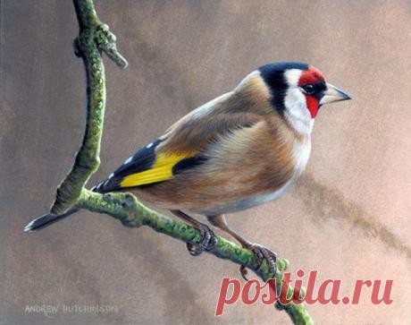 Птицы. Художник ANDREW HUTCHINSON.
Декупаж коллаж. Decoupage collage.
#дизайн #для_декупажа #картинки_для_творчества #декупаж #декор
