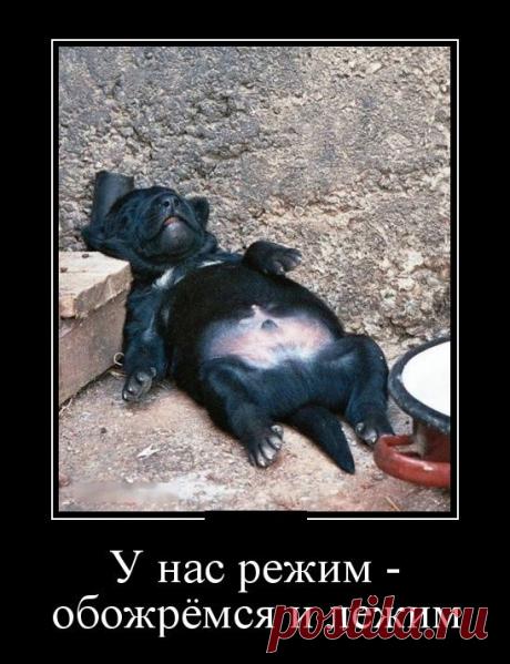 Смешные демотиваторы