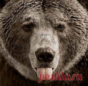 Фото медведей