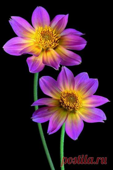 Пин на доске яГЕОРГИН