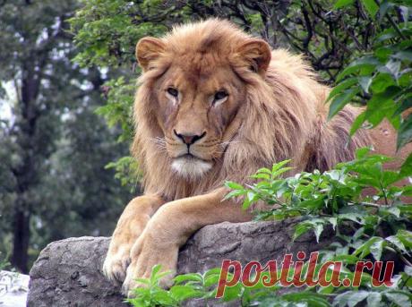 Фото Без названия. Альбом ЦАРЬ ЗВЕРЕЙ - 50 фото. Фотографии ⊰✿⊱ ОЛЬГА ⊰✿⊱.