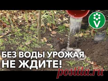 ПОДЗИМНИЙ ВЛАГОЗАРЯДКОВЫЙ ПОЛИВ поможет деревьям легче пережить ЗИМУ!