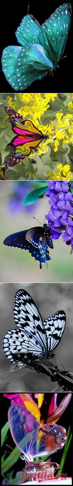(122) Butterfly / COLORS!!! | Nature