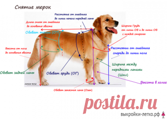 [Шитье+Вязание] Базовая выкройка одежды для собак. Полезнейший материал!