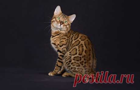 Bengal - The Cat Fanciers' Association