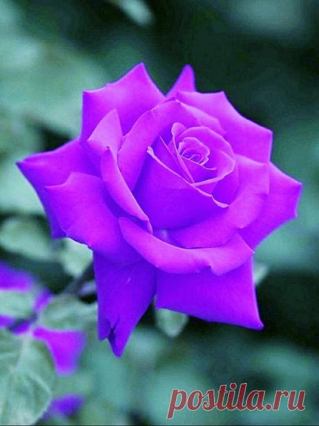 (38) Pinterest