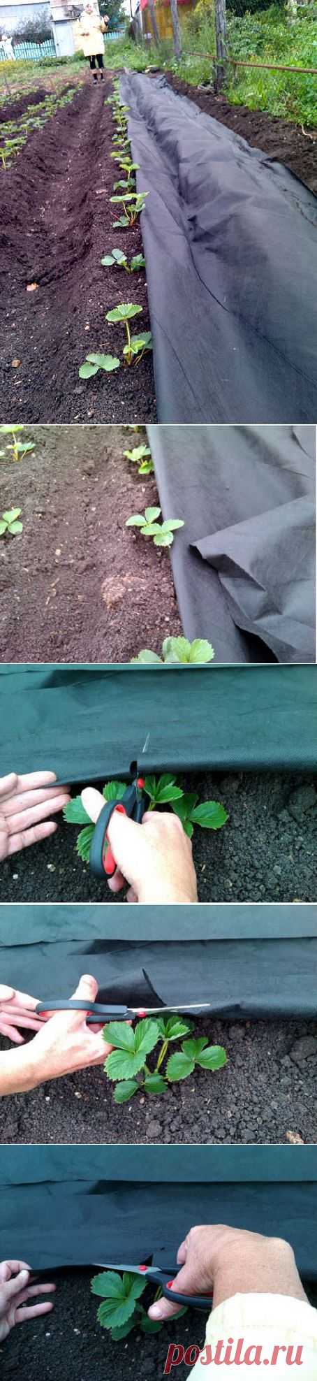 Опыт выращивания клубники от Татьяны Ивановой | Дачный участок