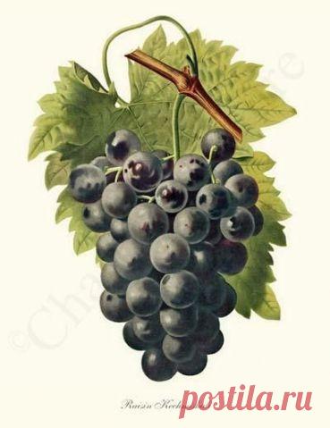 Ботаника 4 / Декупаж / Картинки для декупажа