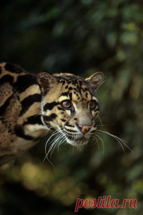 MCL008.jpg | Терри Уиттакер Фотография