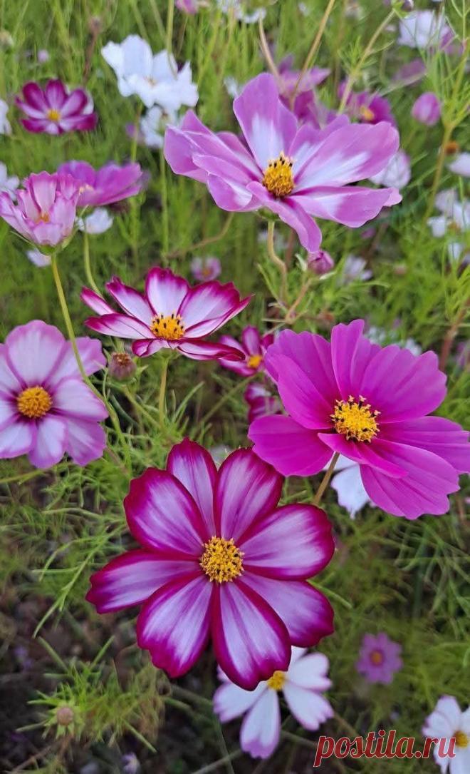 Пин на доске яРОМАШЕЧКИ