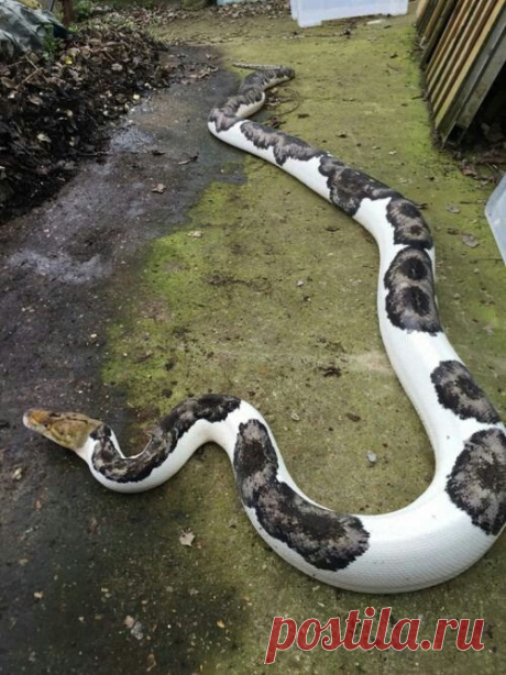 Fantástica natureza animal