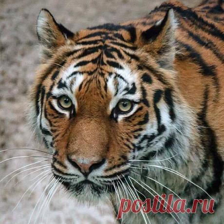 Planet Tiger - Planet Tiger добавил(-а) новое фото.