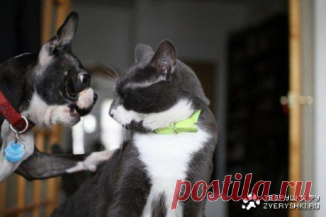 Привет дружок!...