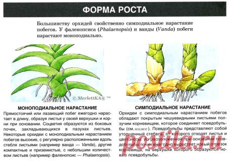 Знание формы роста орхидеи может помочь вам
лучше понять ее потребности и обеспечить ей правильный уход.