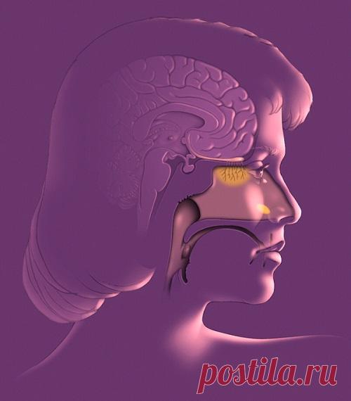 ГОРМОНАЛЬНОЕ ДЫХАНИЕ: омоложение и оздоровление всего организма. - Познавательный сайт ,,1000 мелочей