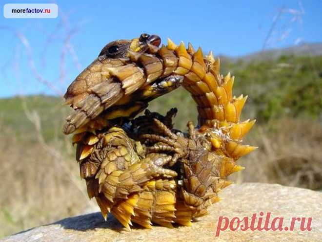 Самые колючие животные в мире
