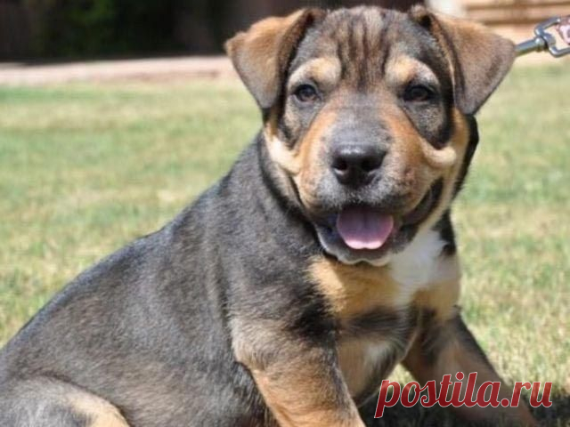 10 гибридов собак, полученных в результате сумасшедших скрещиваний / Питомцы