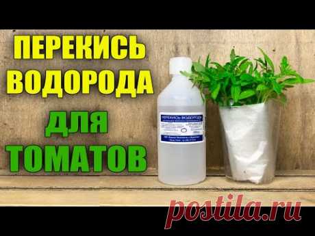 ПЕРЕКИСЬ ВОДОРОДА! ПОСЕВ ТОМАТОВ С ПЕРЕКИСЬЮ ВОДОРОДА БЕЗ ЗЕМЛИ!