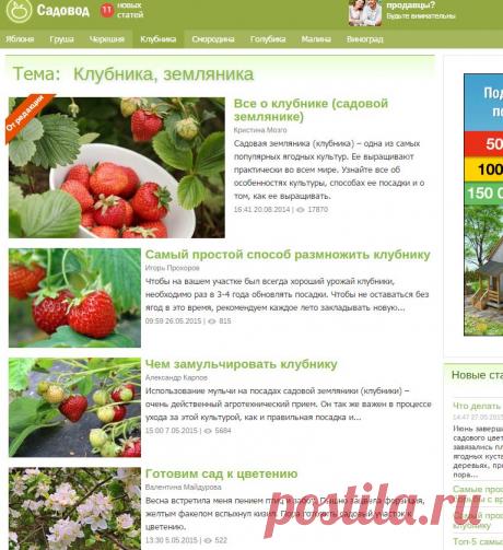 Клубника, земляника | Усадьба | Садовод