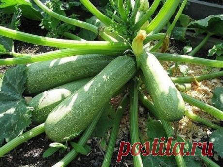 УХОД ЗА КАБАЧКАМИ