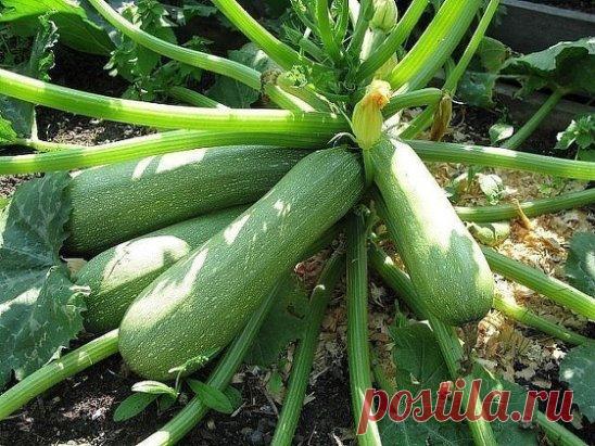 УХОД ЗА КАБАЧКАМИ