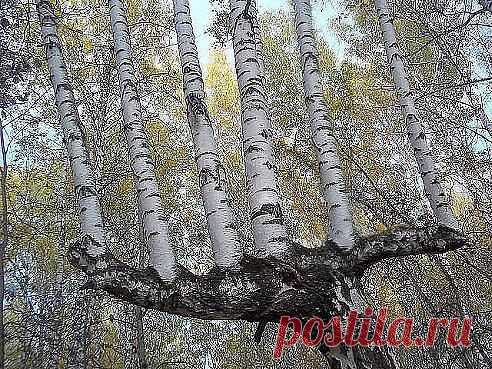Вот чудо природа сотворила! Похоже на мать, которая дала жизнь своим детям