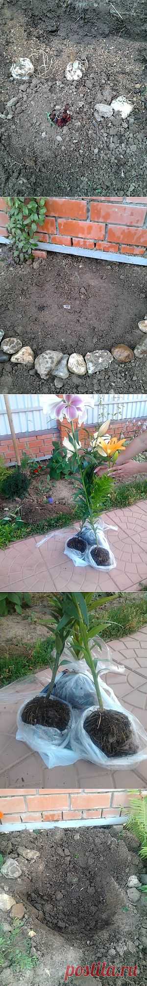 Удивительные Лилии! Правильная посадка и уход за Лилиями