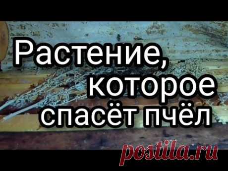 Пчёлы довольны. Пчеловоды в восторге. Пчеловодство живёт.