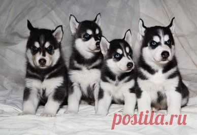 Сибирский хаски (Siberian Husky) – описание породы собаки, фото, щенки сибирской хаски, питомники | Animal.ru
