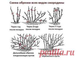 КАК ОМОЛОДИТЬ КУСТ ЧЕРНОЙ СМОРОДИНЫ И УЛУЧШИТЬ УРОЖАЙ