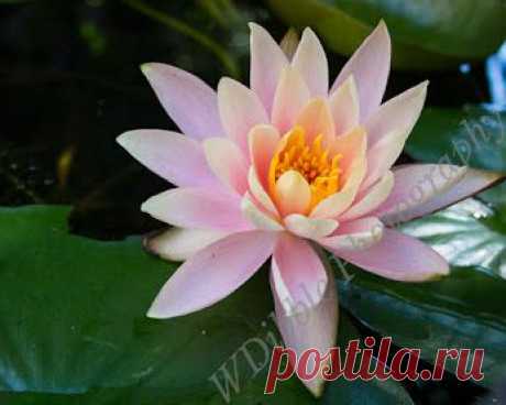 Google+ – #flowers