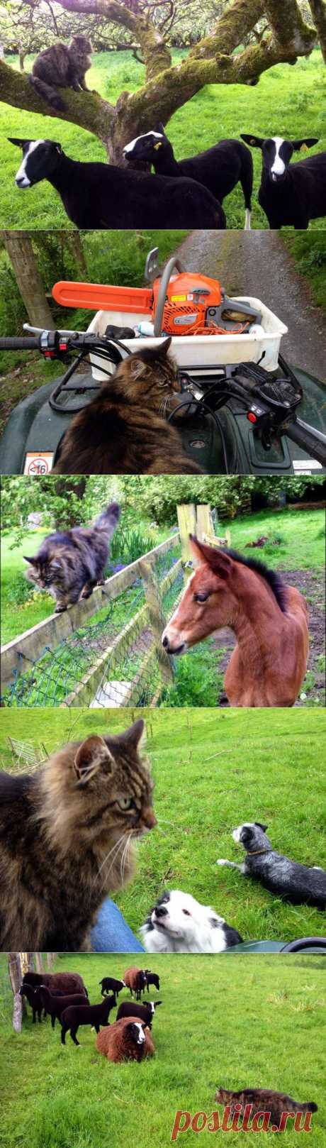 Кот помогает фермерше пасти овец | Уши, лапы, хвост