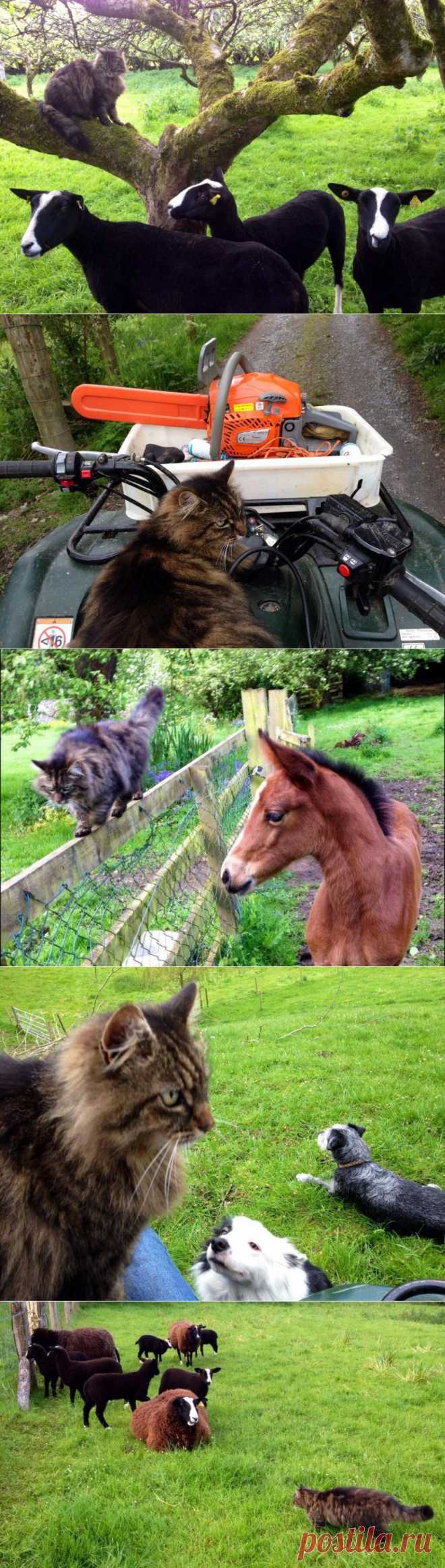 Кот помогает фермерше пасти овец | Уши, лапы, хвост