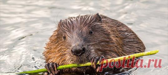 Канадские фермеры заметили необычное поведение стада своих коров и отправились узнать причину. Оказалось, что десятки молодых животных устремились за бобром, бредущим по полю.