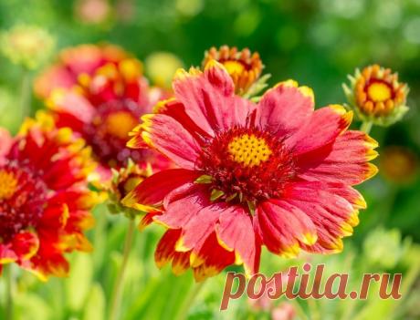 Гайлардия садовая