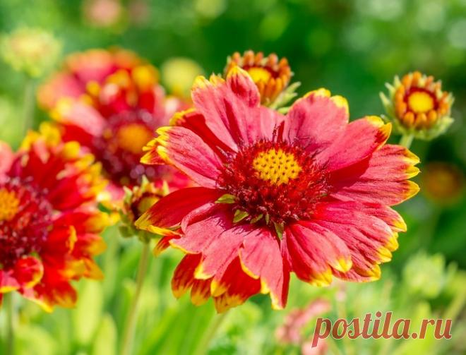 Гайлардия садовая